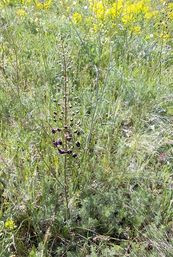 Остров Хортица, image of landscape/habitat.