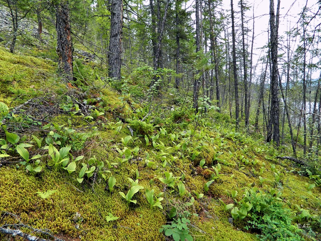 Буотама, image of landscape/habitat.