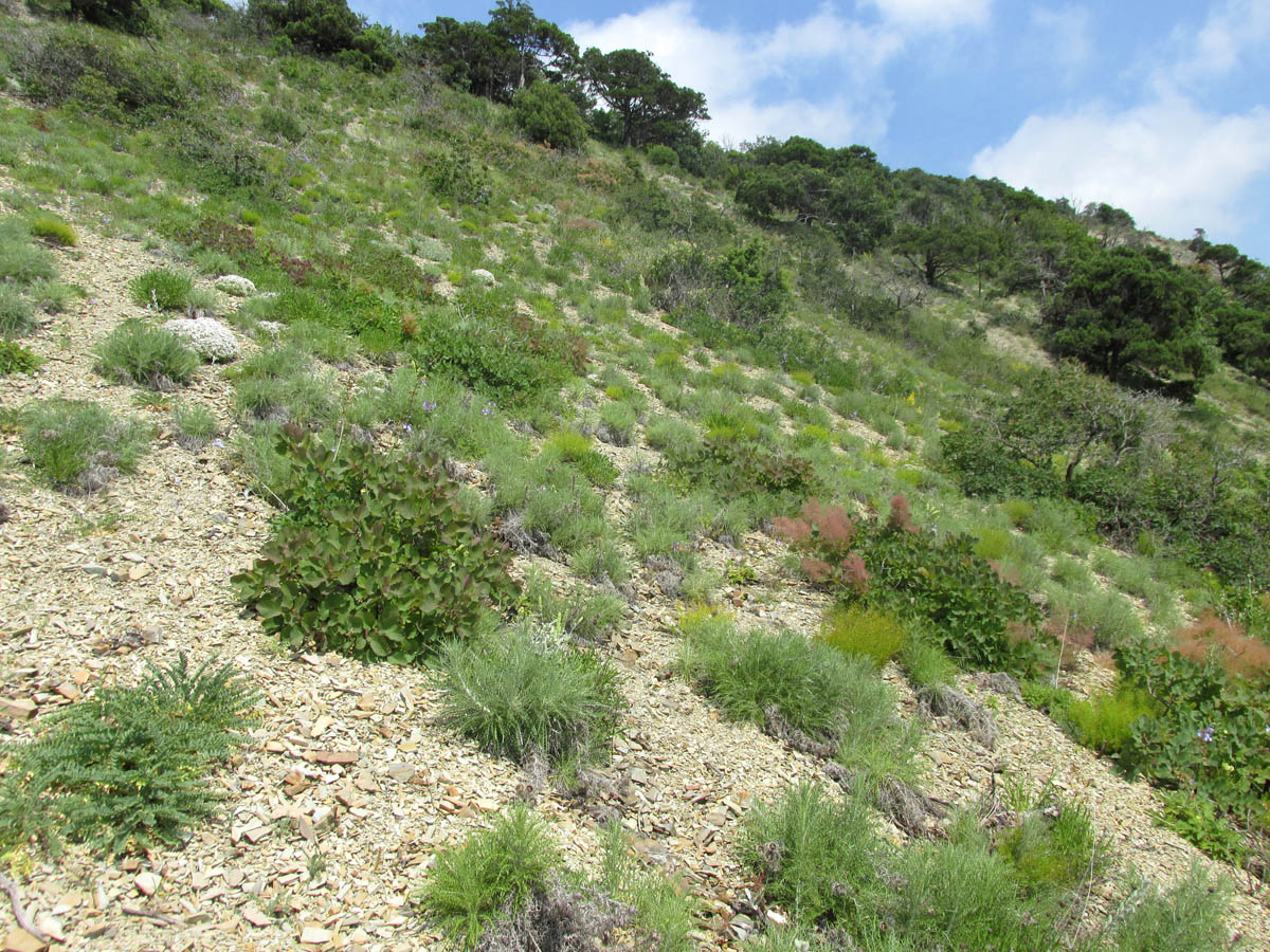 Большой Утриш, гора Солдатская, image of landscape/habitat.