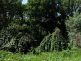 Image of landscape