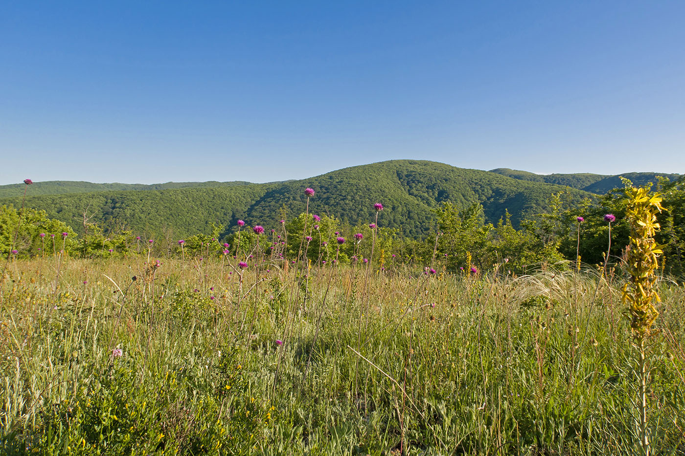 Гора Долгая, image of landscape/habitat.