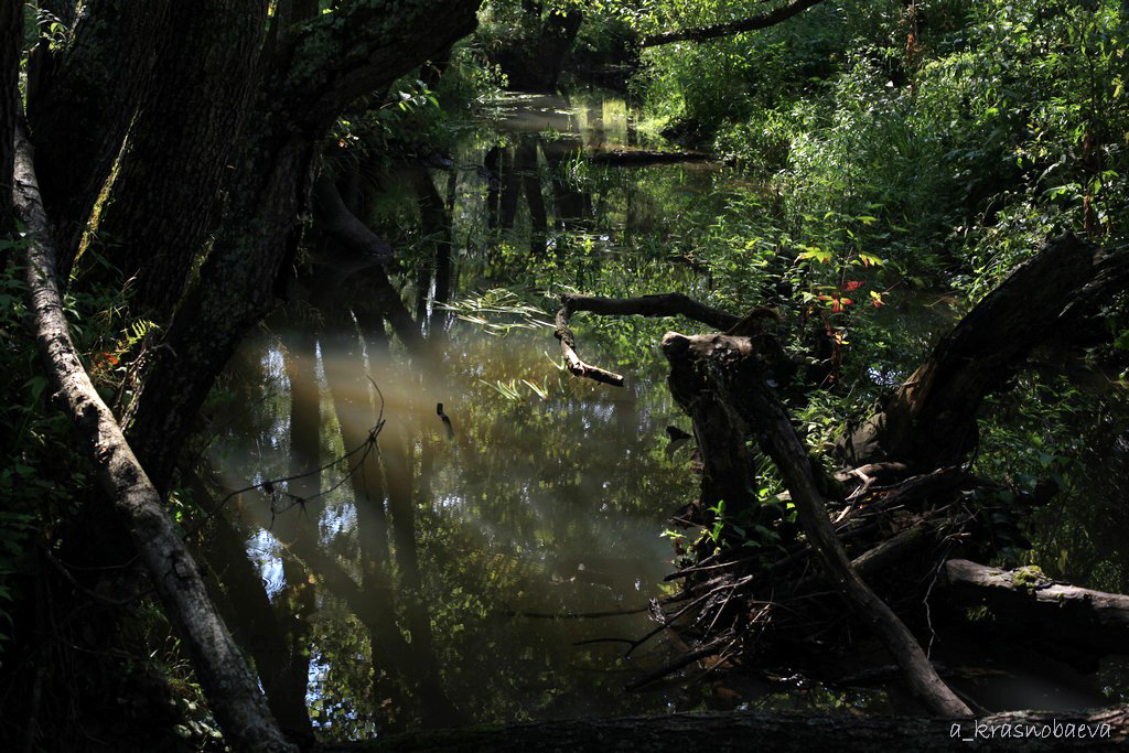 Дубна и окрестности, image of landscape/habitat.