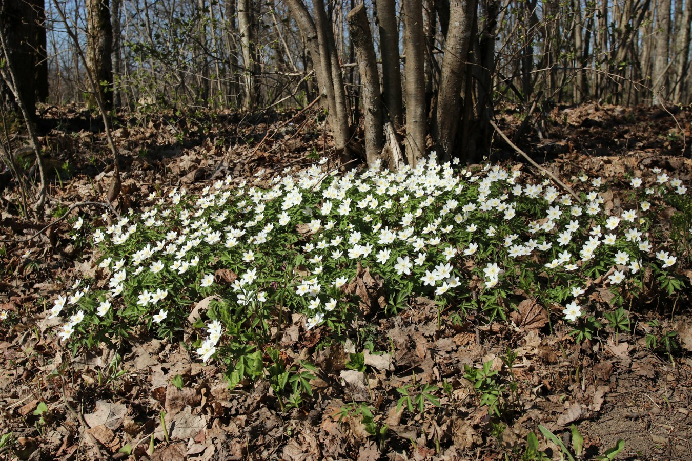 Дудергофские высоты, image of landscape/habitat.