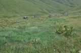 Долина ручья Чаухицхали, image of landscape/habitat.