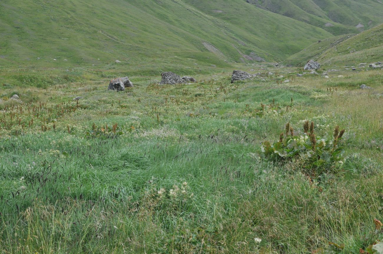 Долина ручья Чаухицхали, image of landscape/habitat.