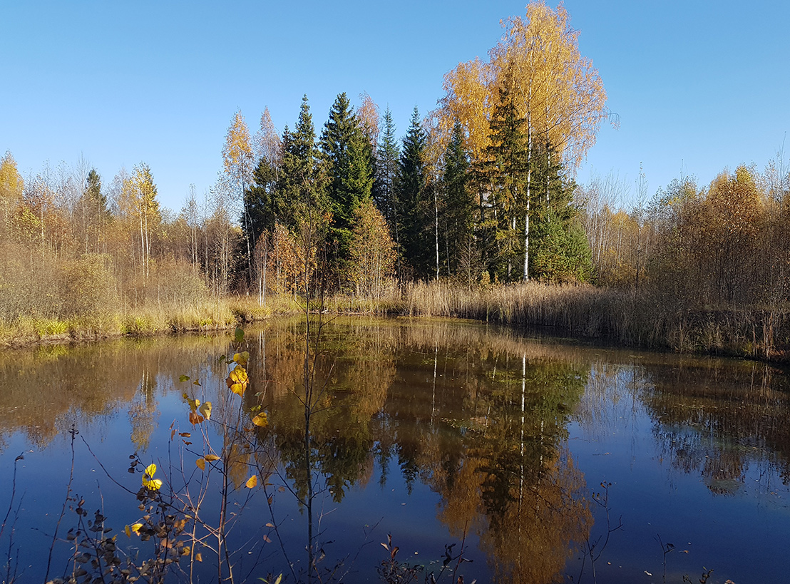 Волдынь - Ябдино, image of landscape/habitat.