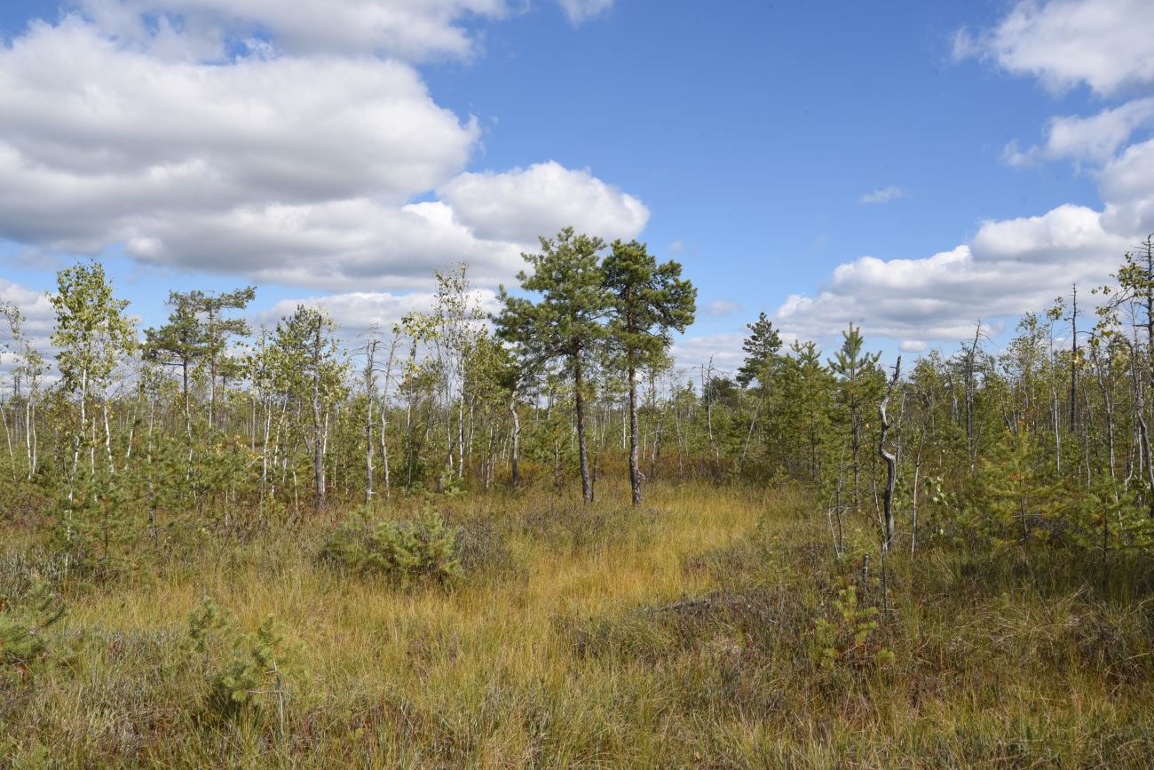 Большое Игнатовское болото, image of landscape/habitat.