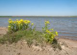 Озеро Солёное, image of landscape/habitat.