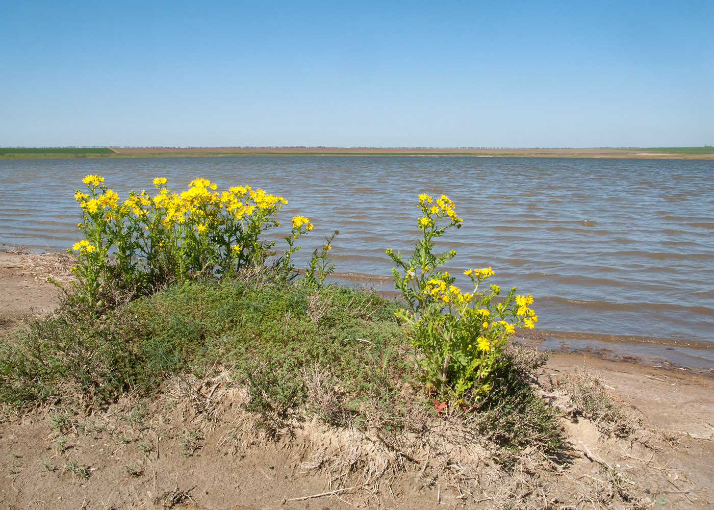 Озеро Солёное, image of landscape/habitat.