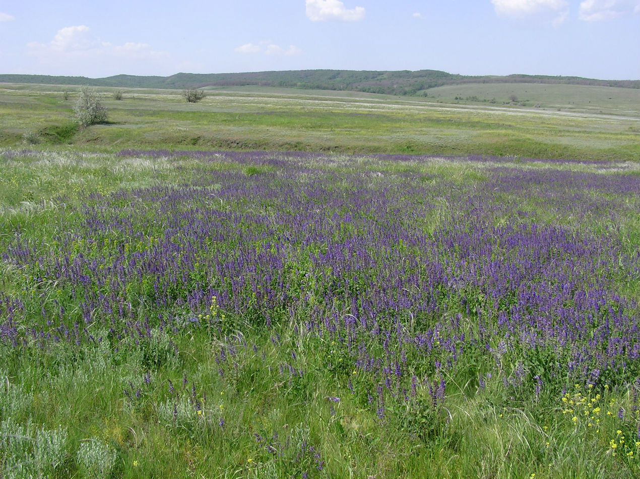 Разбойщина, image of landscape/habitat.