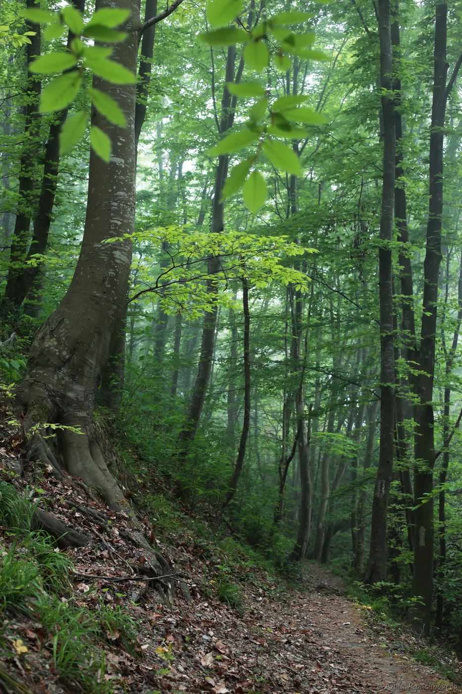 Долина ручья Красный Водопад, image of landscape/habitat.