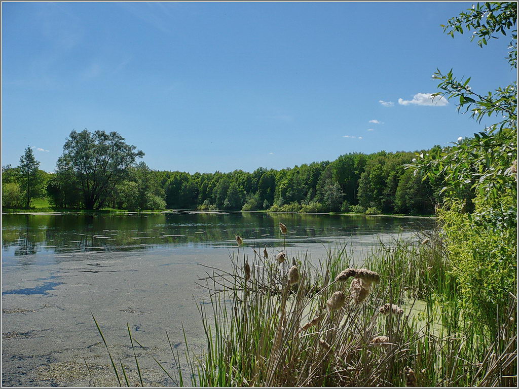 Соколова поляна, image of landscape/habitat.