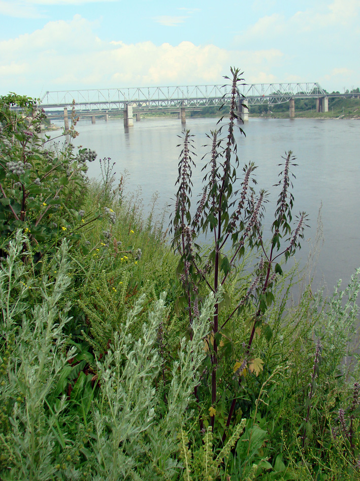 Волхов, image of landscape/habitat.