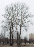 Image of landscape