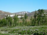 Хойла, image of landscape/habitat.