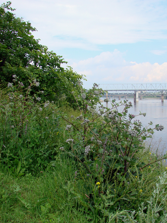 Волхов, image of landscape/habitat.