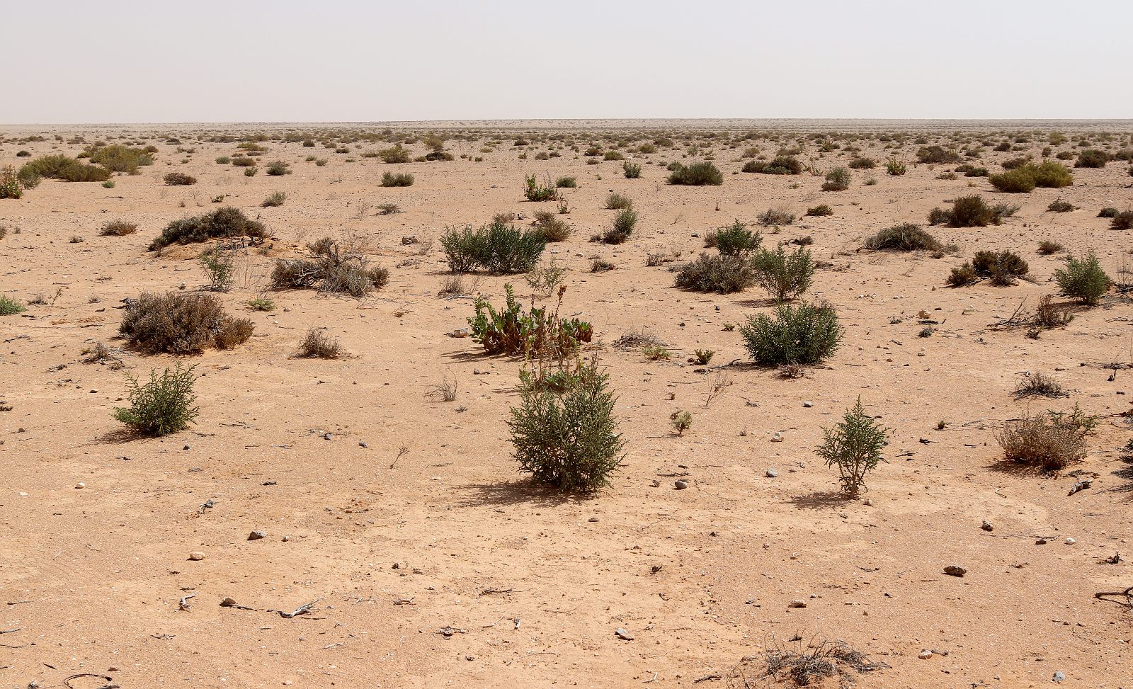 К югу и юго-западу от Эль-Дабаа, изображение ландшафта.