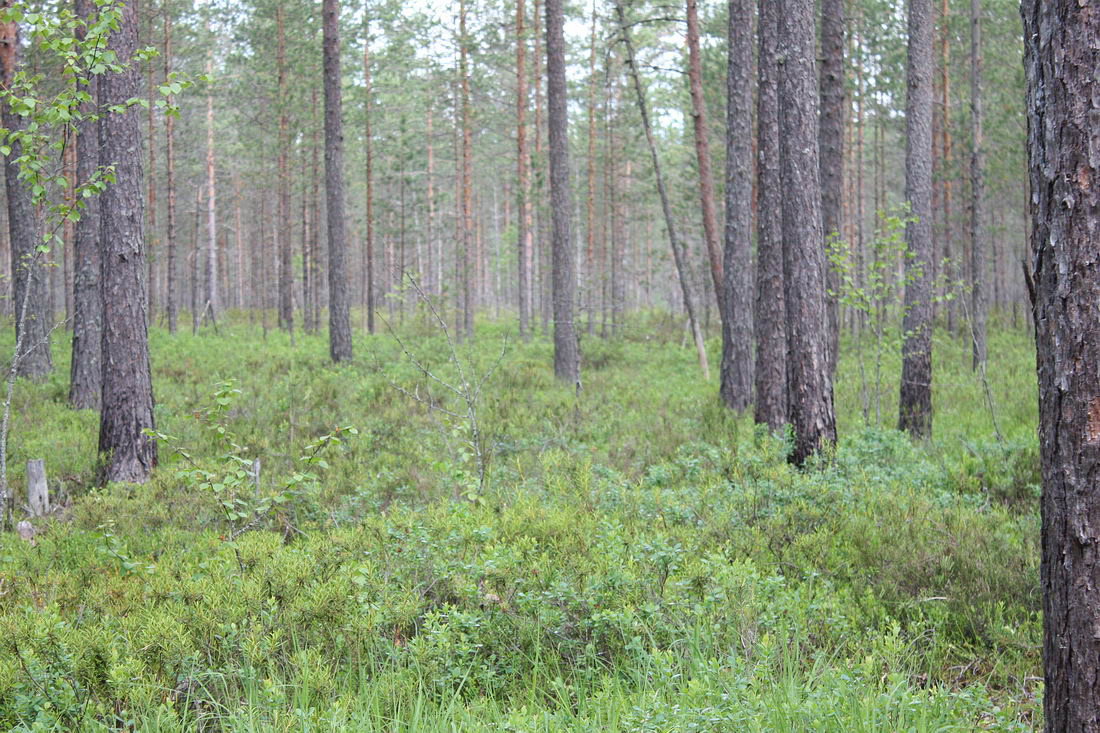 Окрестности Кемки, image of landscape/habitat.