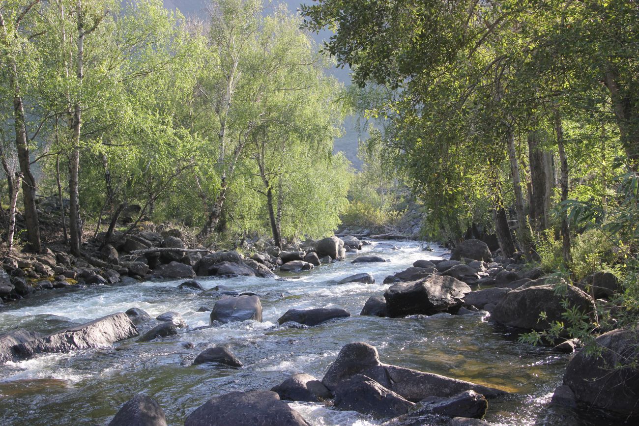 Окрестности ручья Куркуре, image of landscape/habitat.