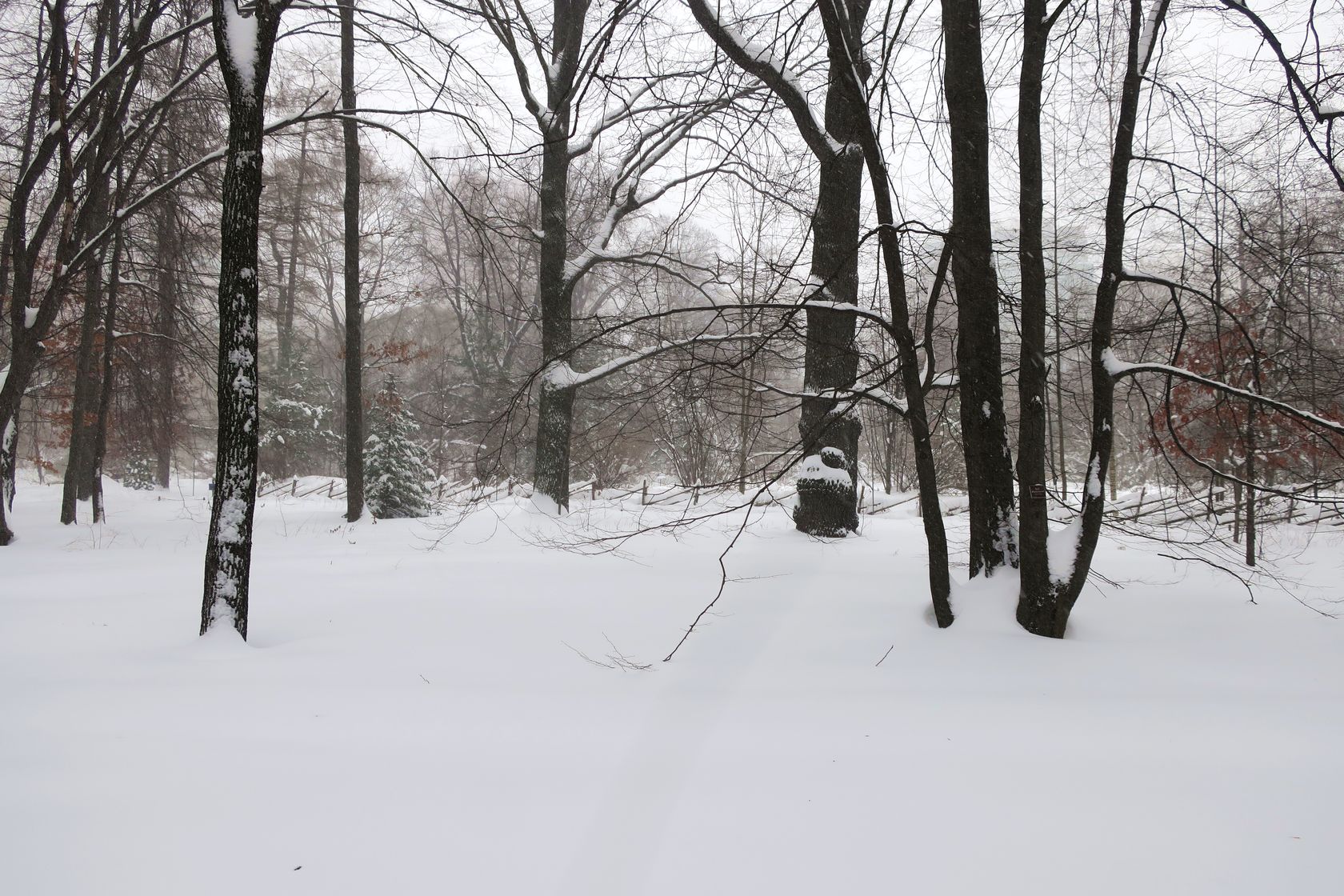 Аптекарский огород, image of landscape/habitat.
