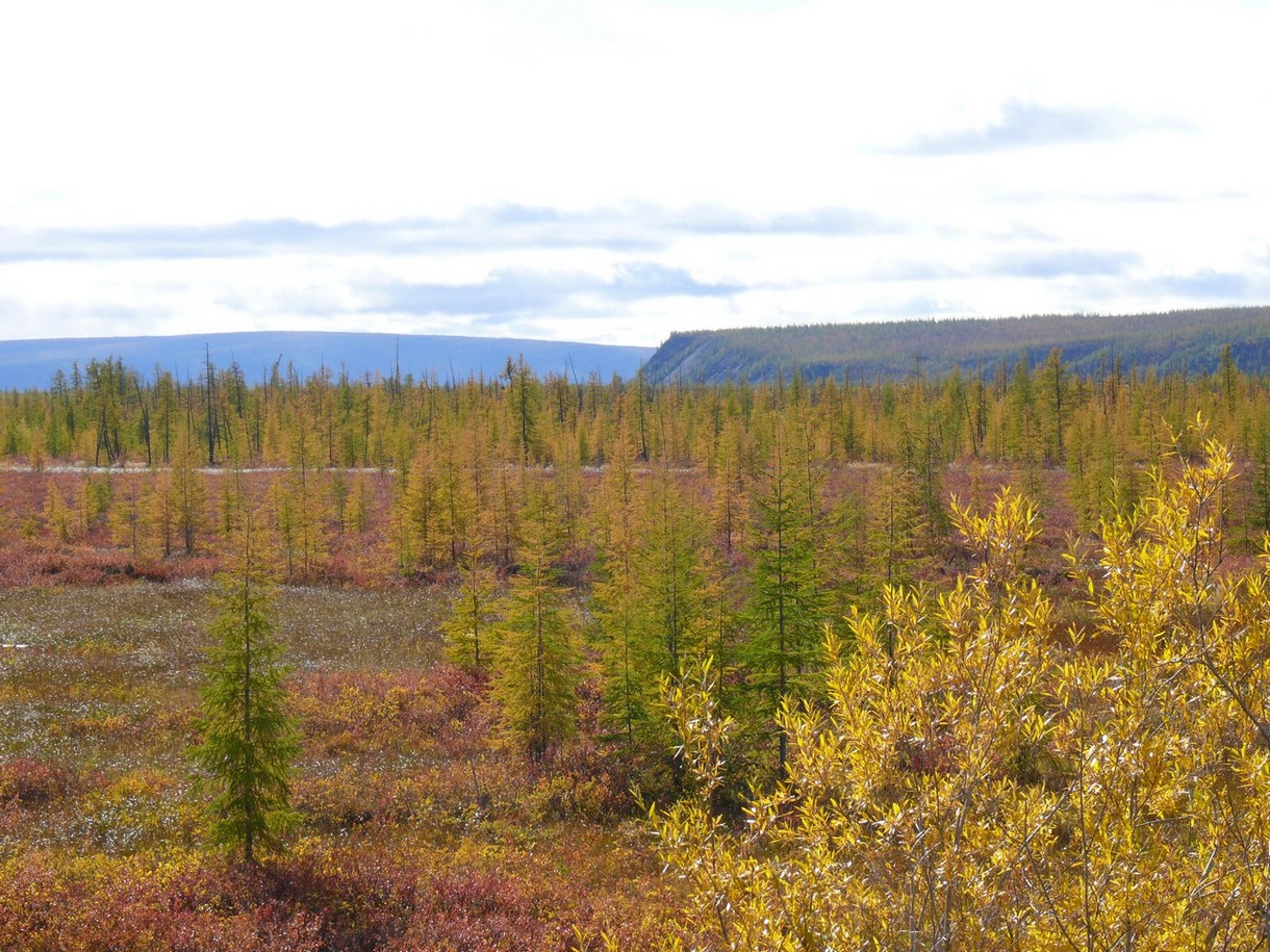 Усть-Куйга, image of landscape/habitat.