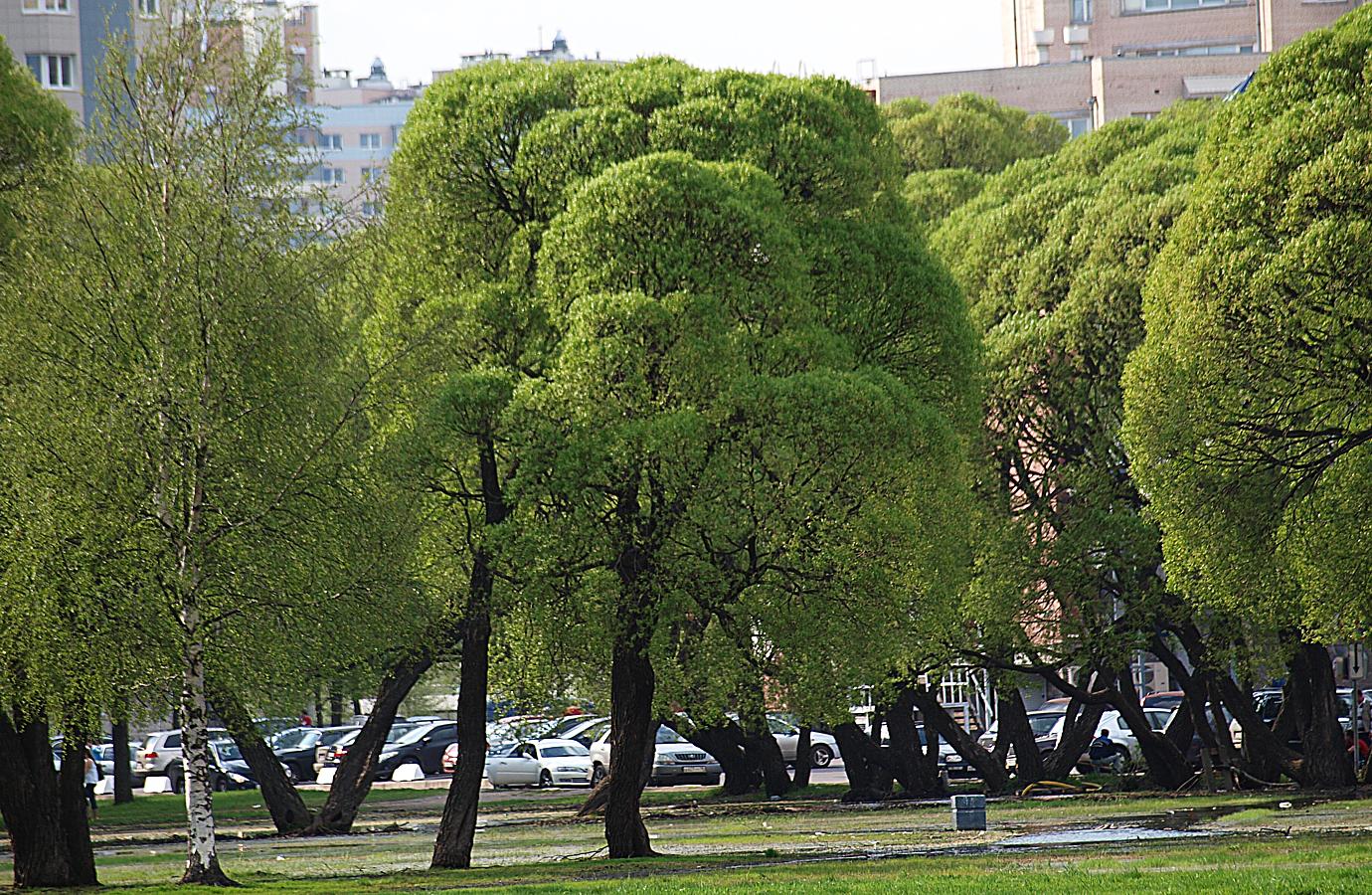 Пустырь на Академической, image of landscape/habitat.