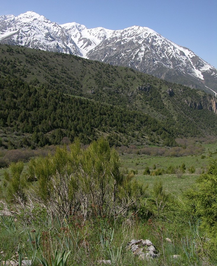 Сазаната, изображение ландшафта.