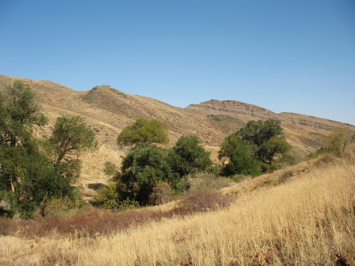 Ущелье Кара-Арча, image of landscape/habitat.