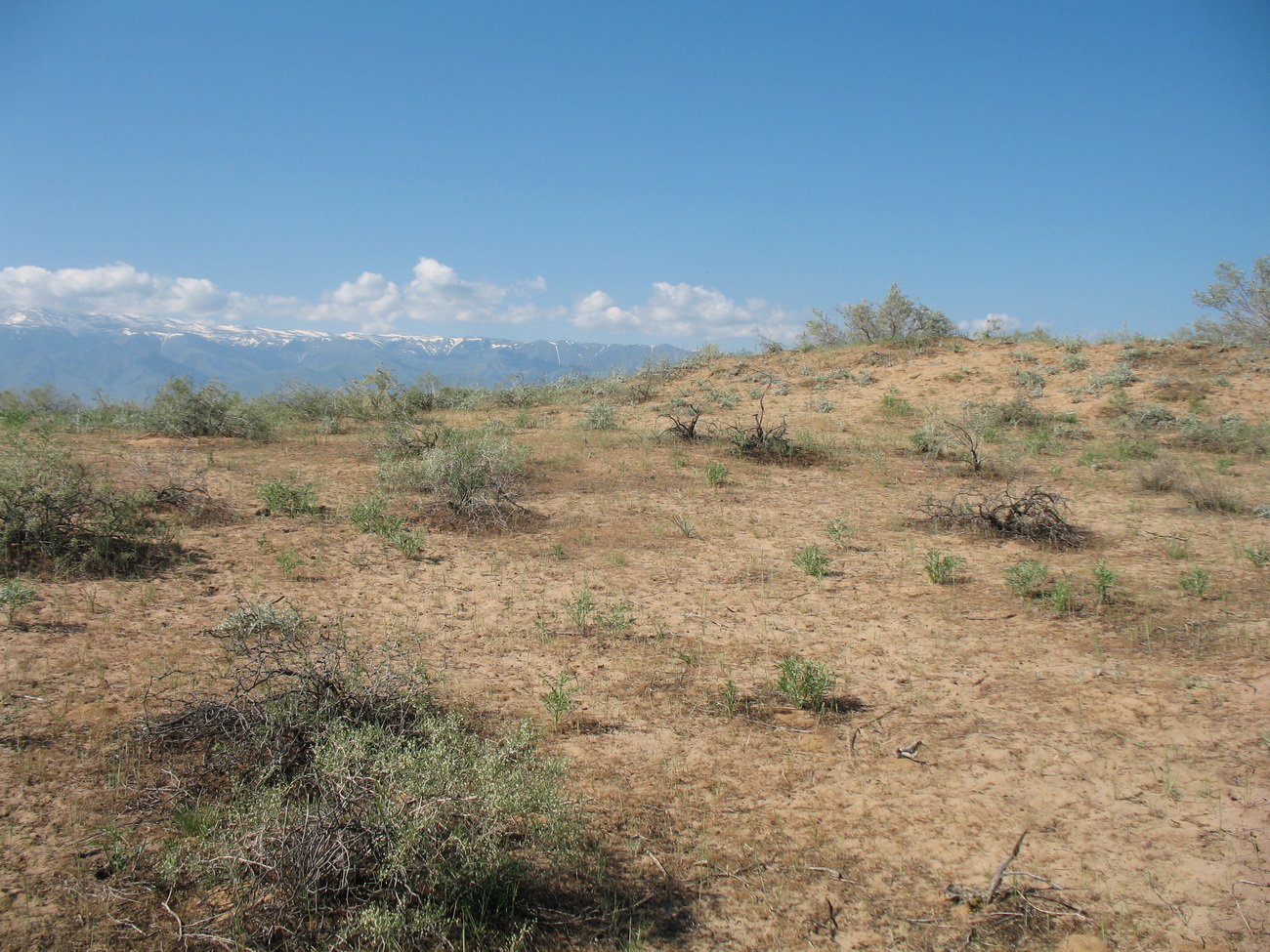 Акыртобе, image of landscape/habitat.