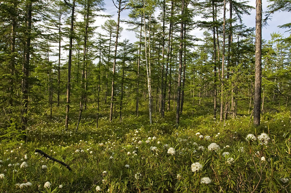 Ясное, image of landscape/habitat.