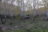 Перемычка между Немрут и Ылы, image of landscape/habitat.