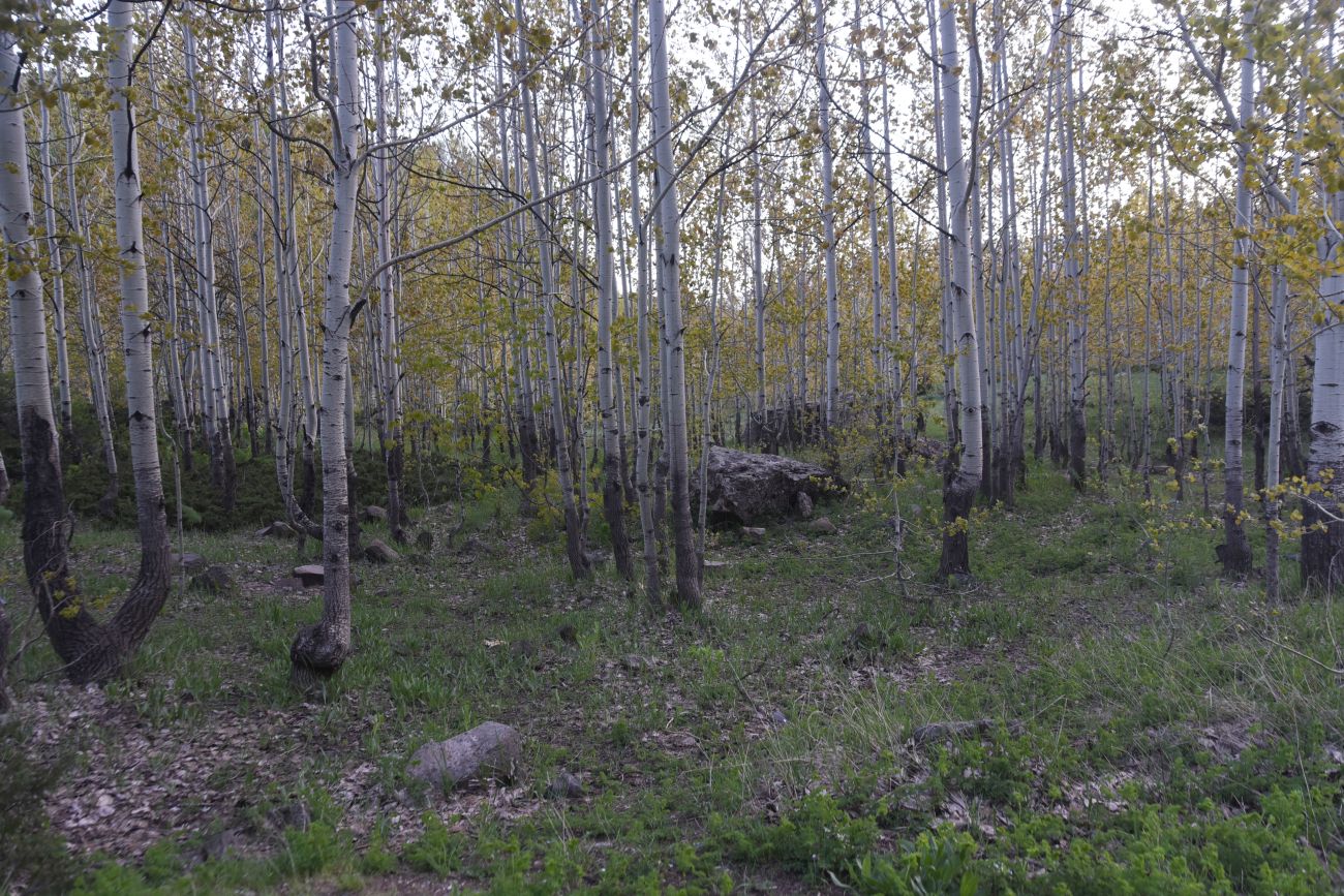 Перемычка между Немрут и Ылы, image of landscape/habitat.