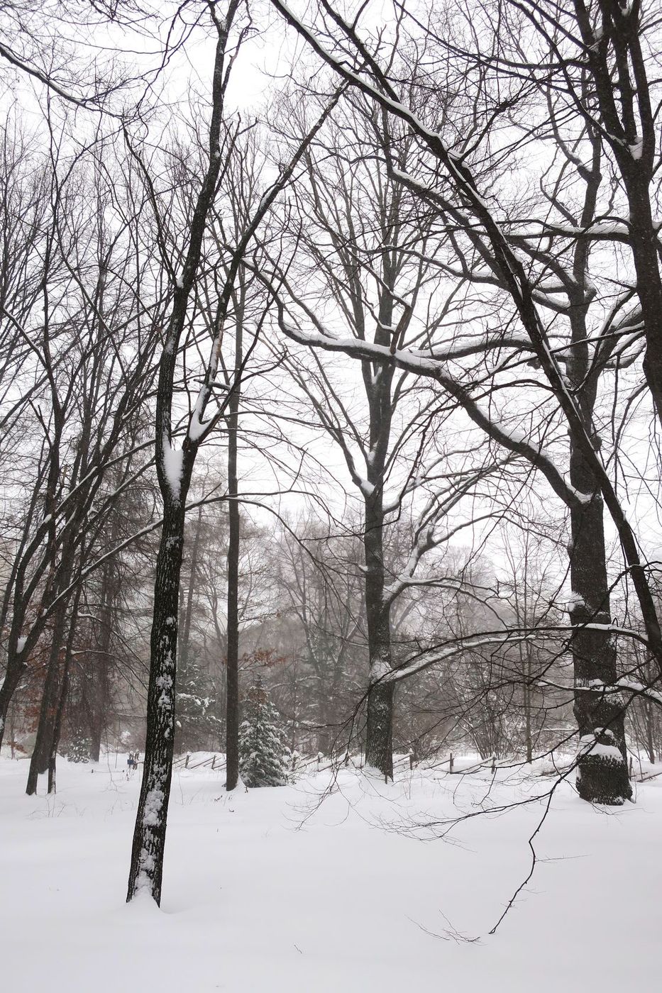 Аптекарский огород, image of landscape/habitat.