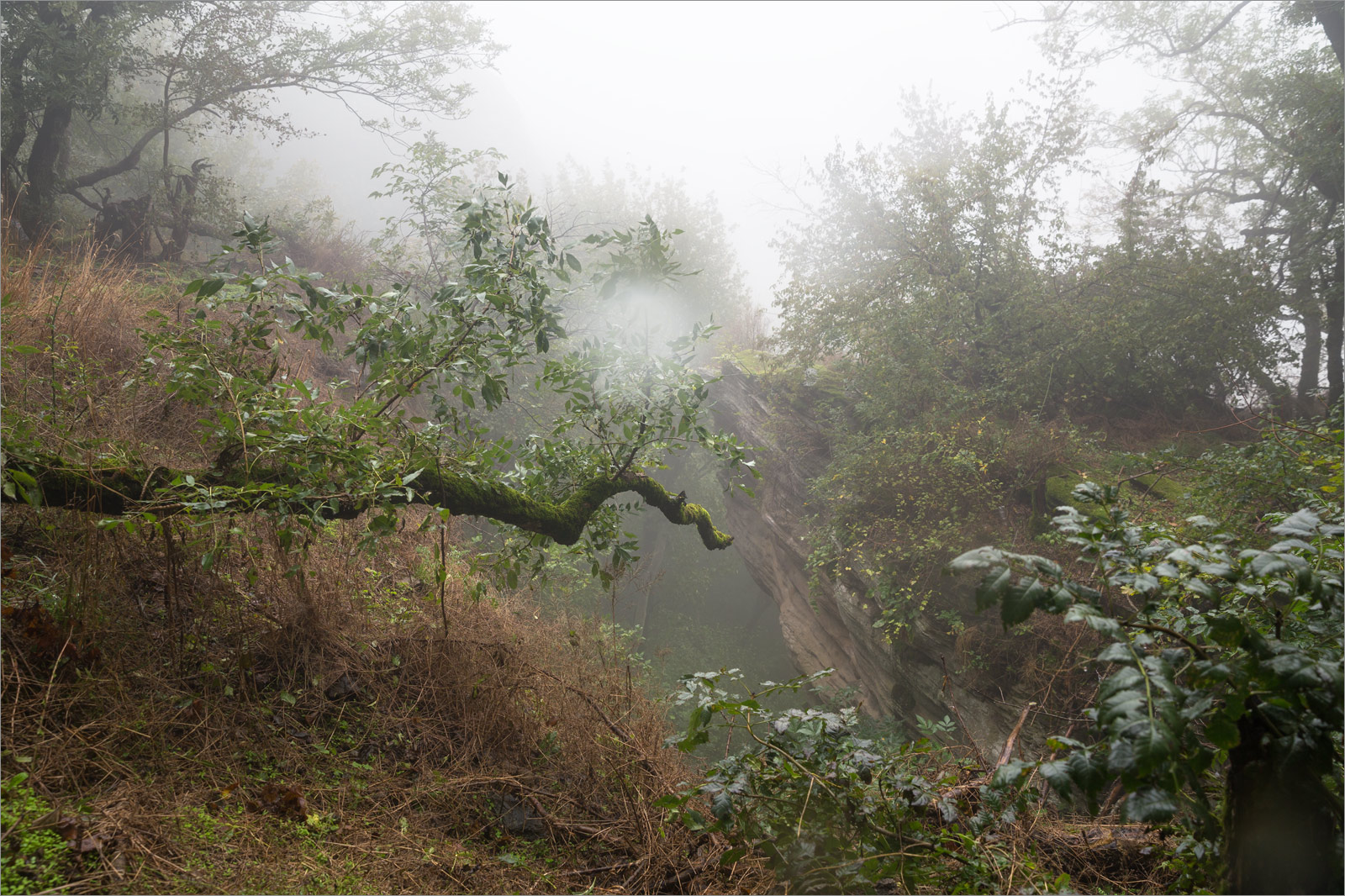 Железноводский парк, image of landscape/habitat.