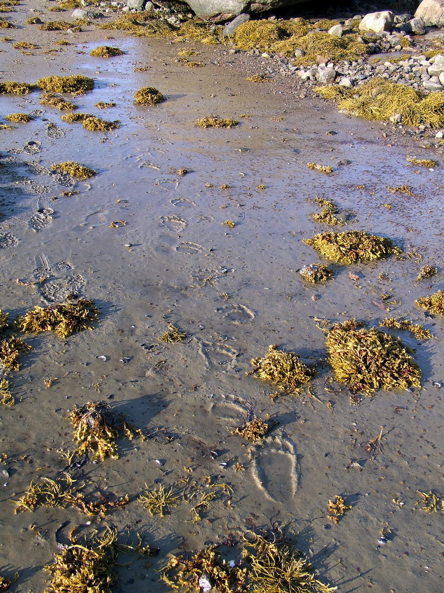 Устье Столбового ручья, image of landscape/habitat.