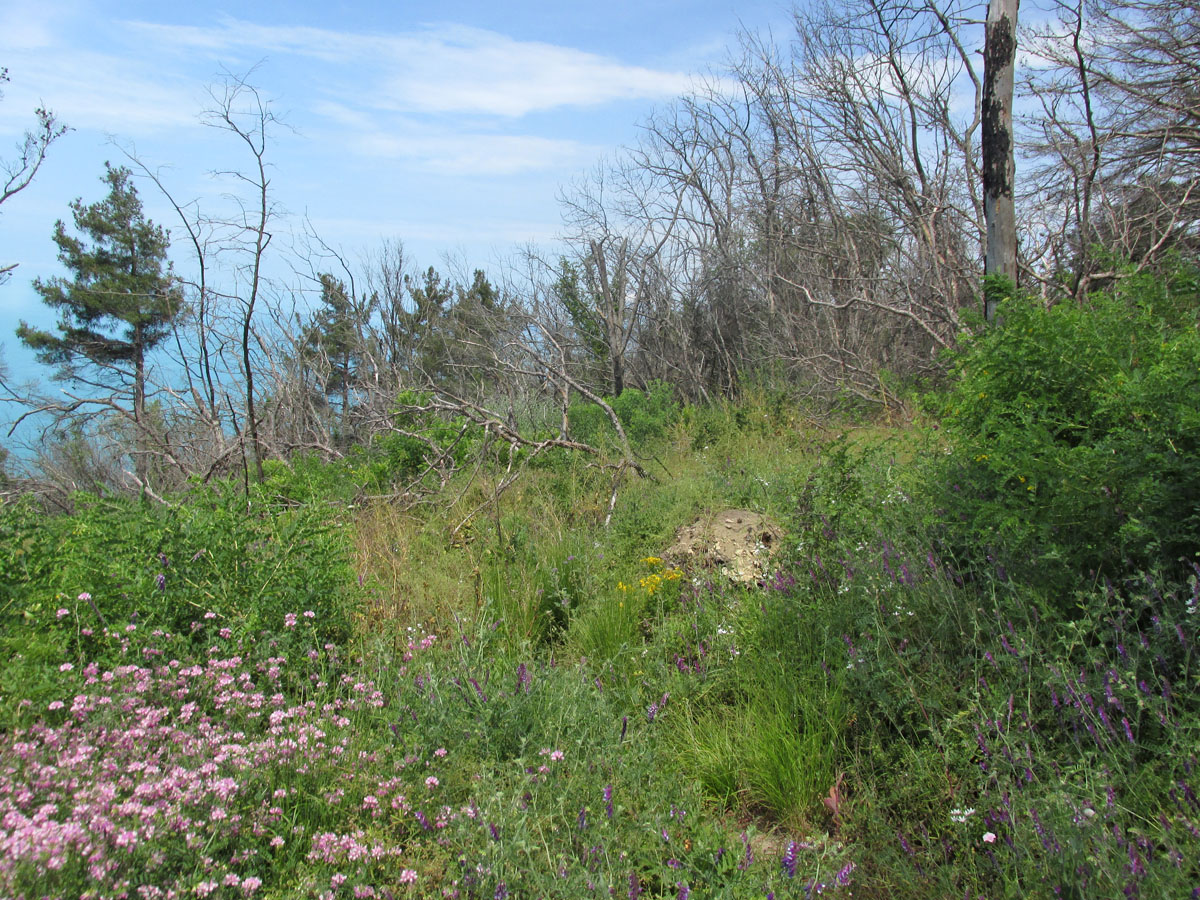 Джанхот, image of landscape/habitat.