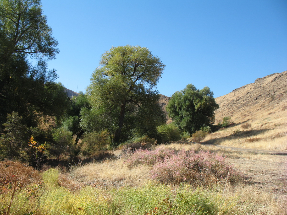 Ущелье Кара-Арча, image of landscape/habitat.