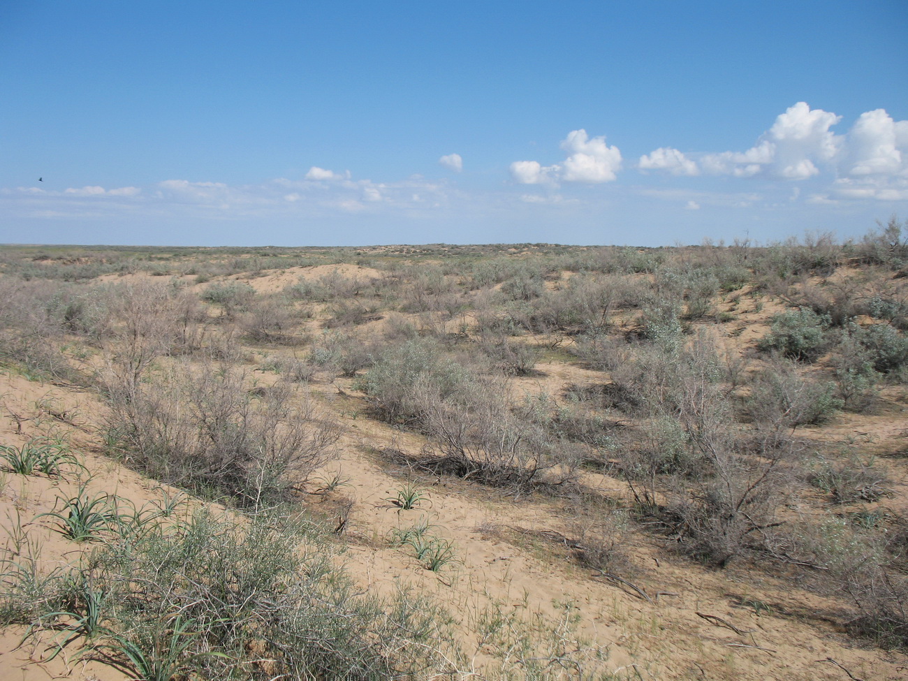 Акыртобе, image of landscape/habitat.