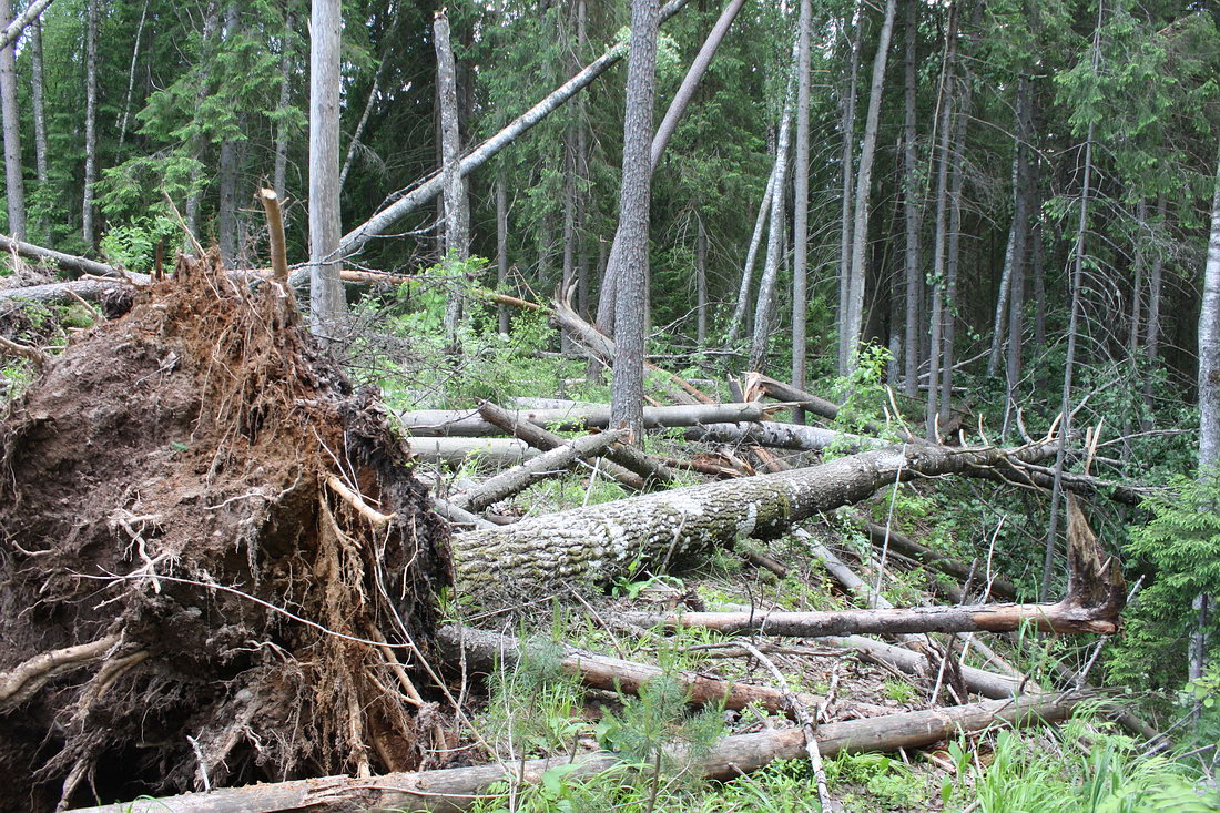 Окрестности Кемки, image of landscape/habitat.