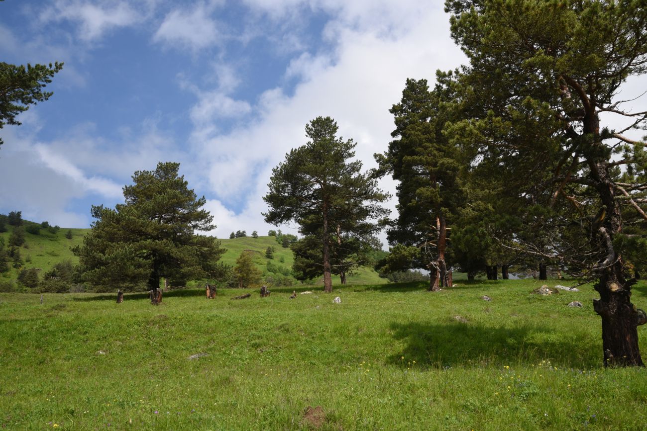 Окрестности урочища Оасег, image of landscape/habitat.