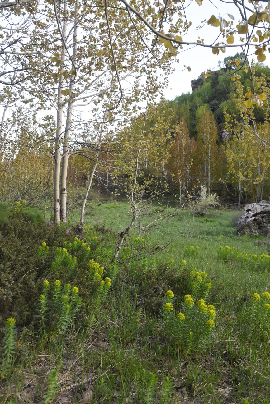 Перемычка между Немрут и Ылы, image of landscape/habitat.