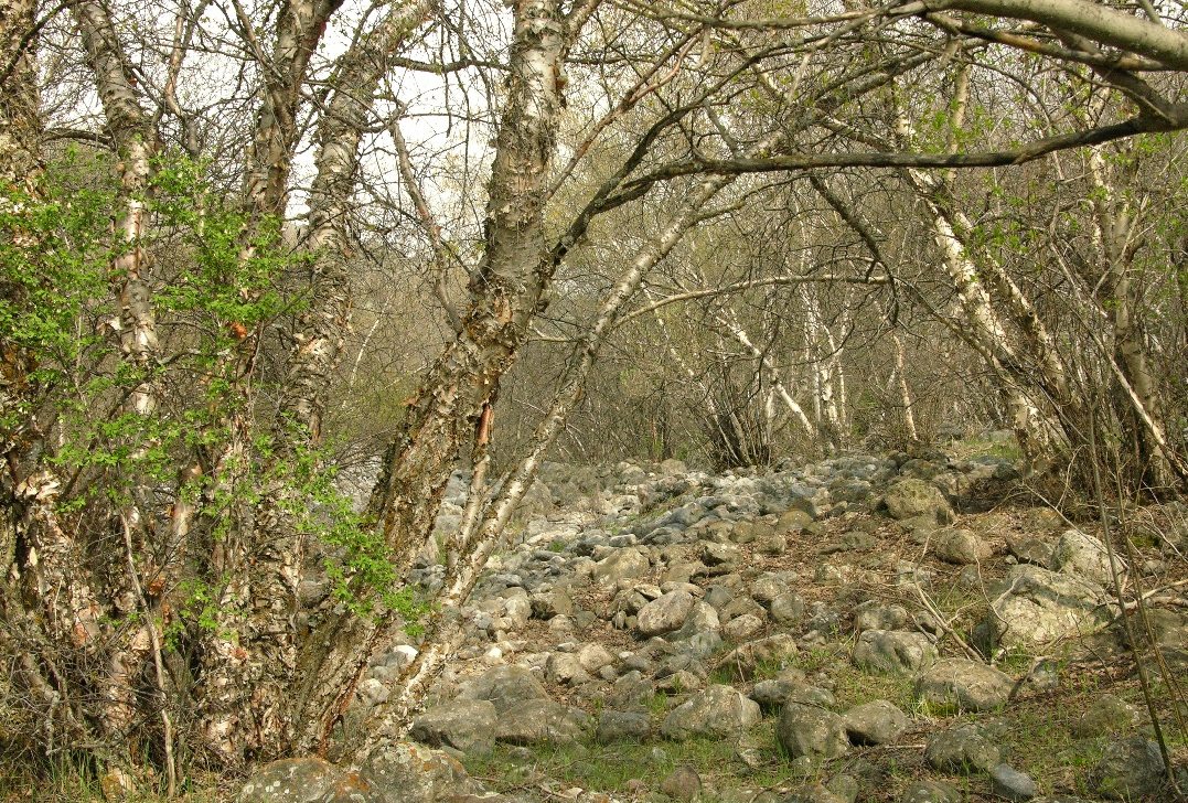 Сазаната, image of landscape/habitat.