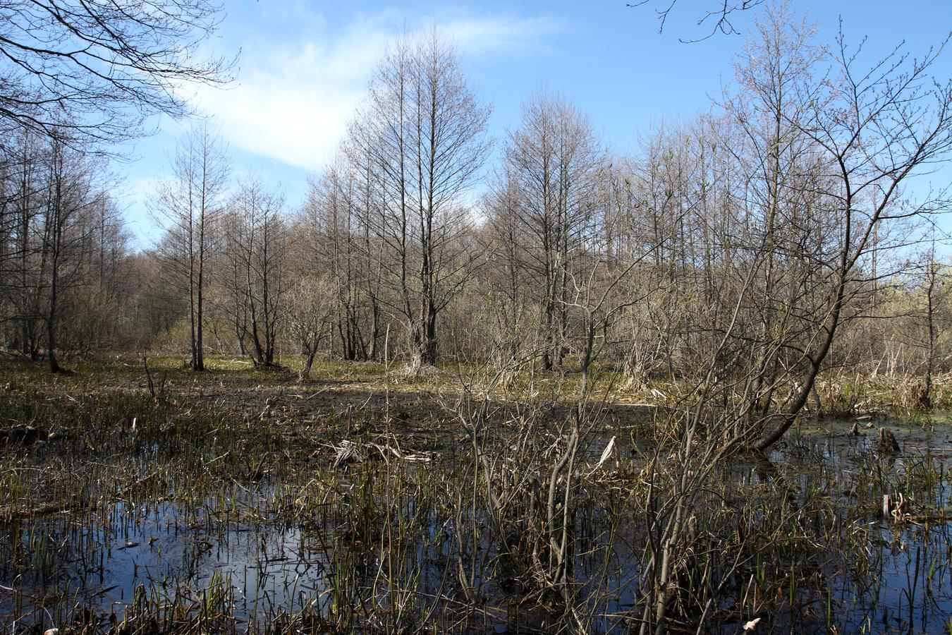 Большая Ижора, image of landscape/habitat.