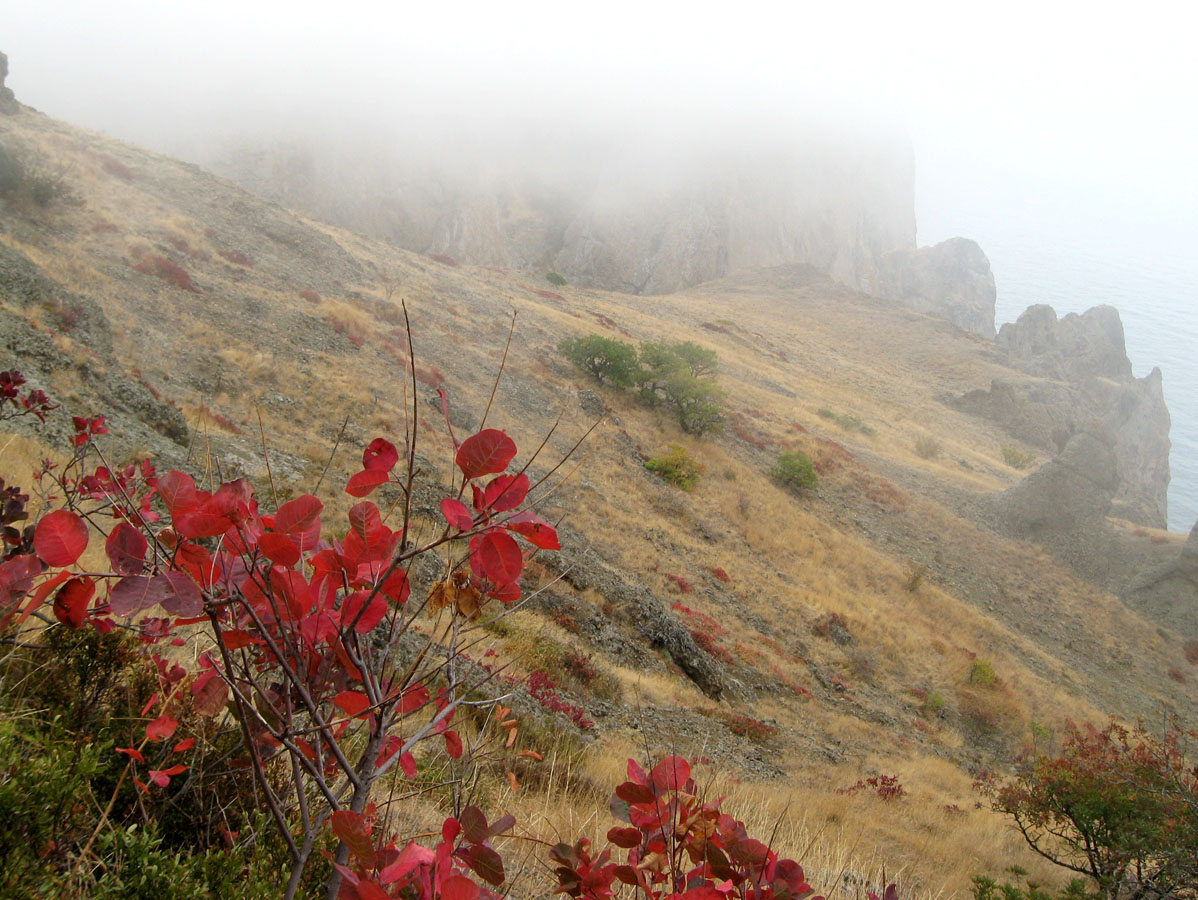 Карадаг, image of landscape/habitat.