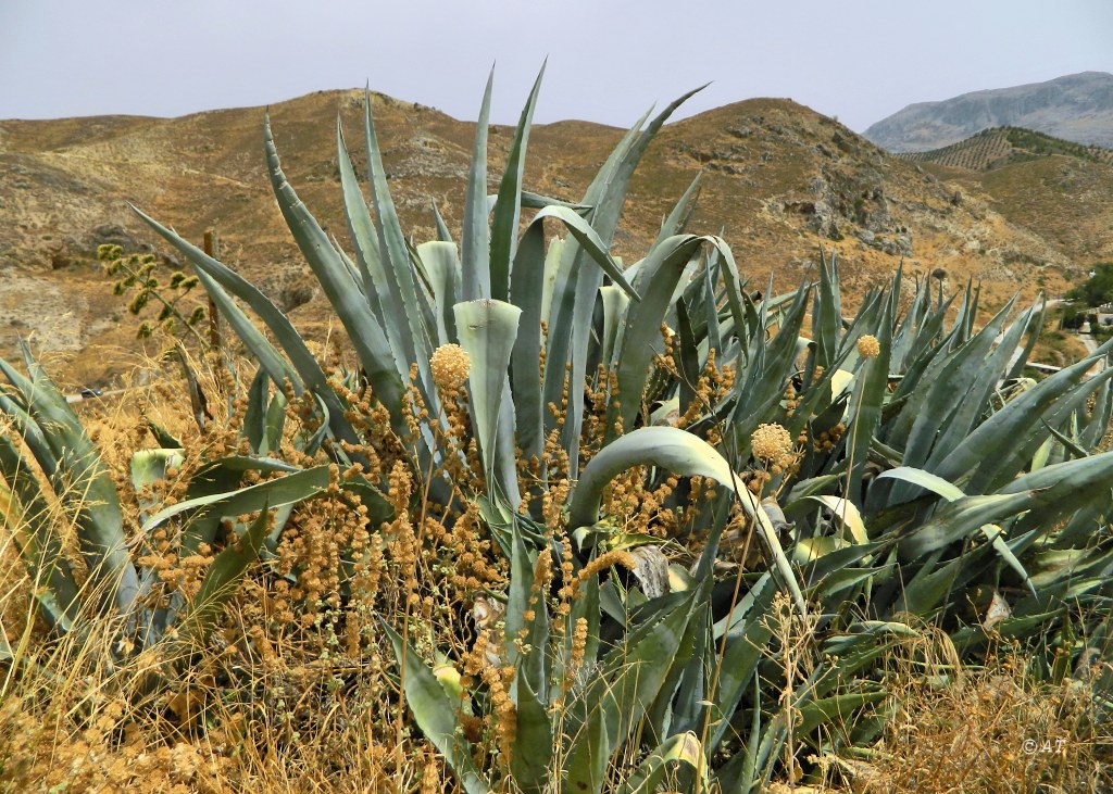 Антекера, image of landscape/habitat.