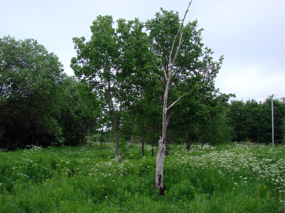 Волхов, image of landscape/habitat.