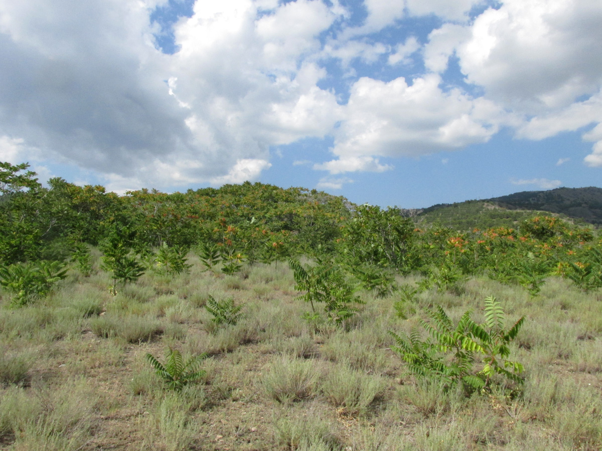 Морское, image of landscape/habitat.