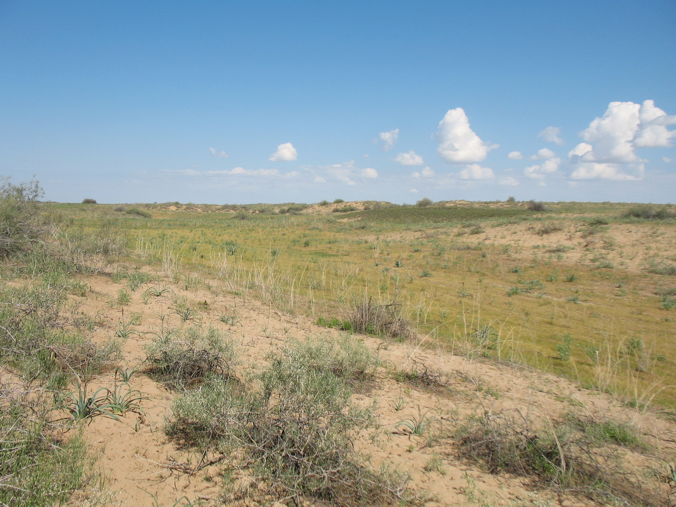 Акыртобе, image of landscape/habitat.
