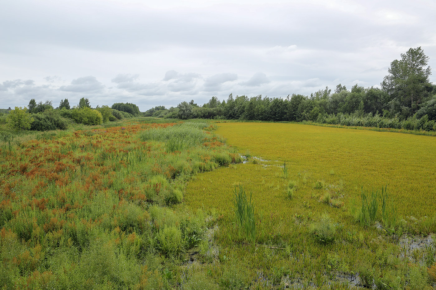 Окрестности Красавинского моста, image of landscape/habitat.