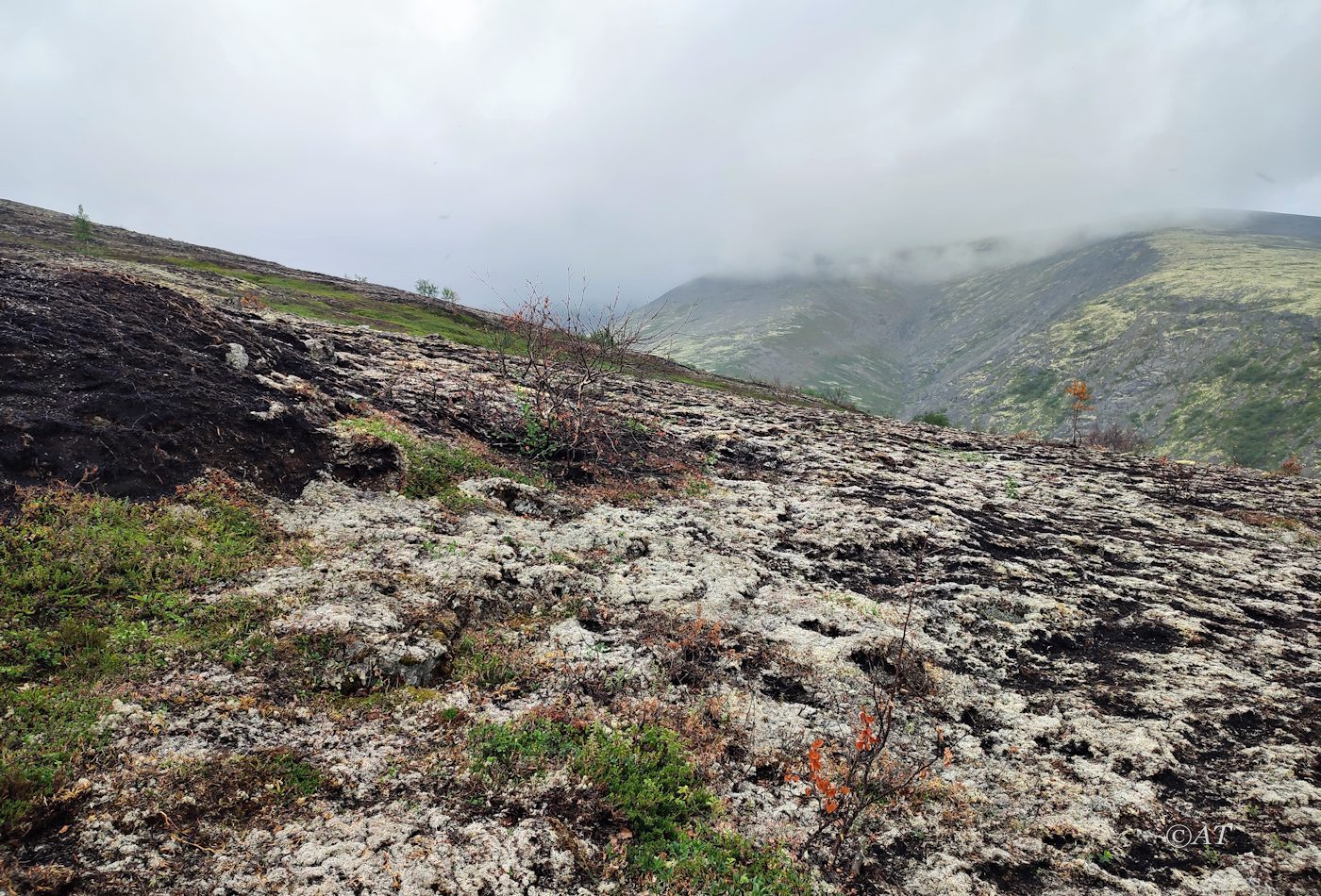 Ручей Маннепахкуай, image of landscape/habitat.